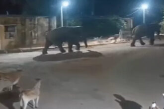 Marwahi Elephant Alert