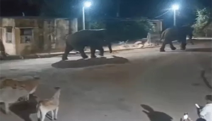 Marwahi Elephant Alert