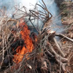 Marwahi Wildlife Update