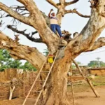 Mobile Network Crisis