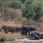 Korba Elephant Video
