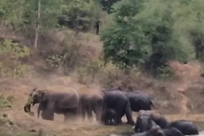 Korba Elephant Video