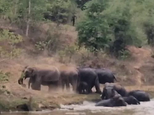 Korba Elephant Video