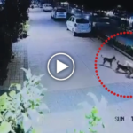 Dog Attack