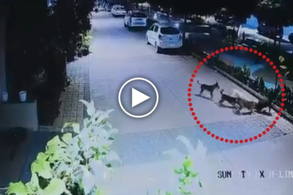 Dog Attack