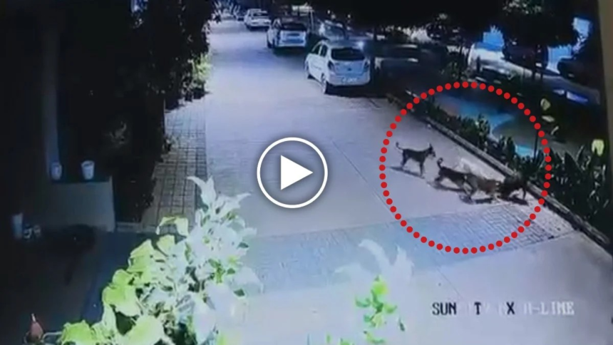 Dog Attack