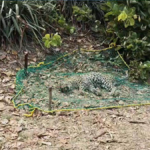 Leopard Territorial Fight