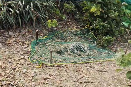 Leopard Territorial Fight