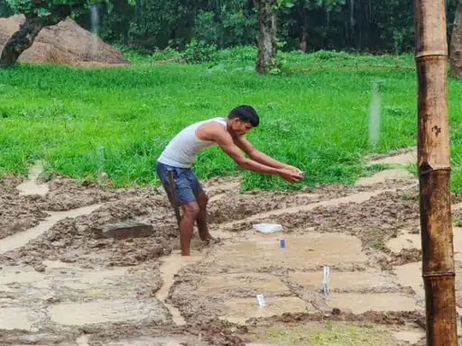Traditional Paddy Conservation