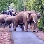 Raigarh Elephant Workshop