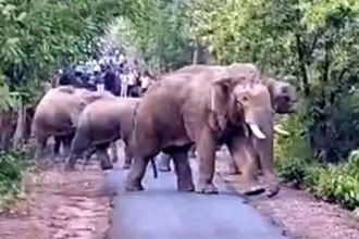 Raigarh Elephant Workshop