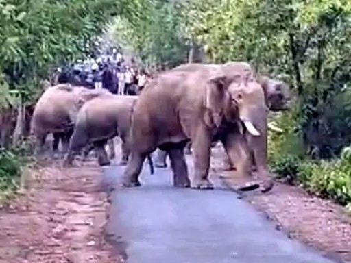 Raigarh Elephant Workshop