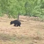 Injured Bear Balod