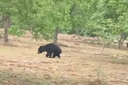 Injured Bear Balod