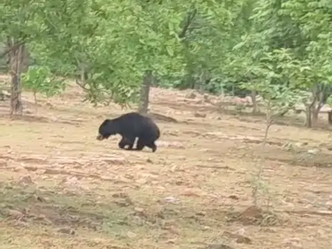 Injured Bear Balod
