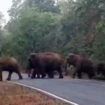 Raigarh Elephant Movement