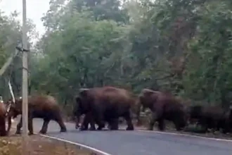 Raigarh Elephant Movement