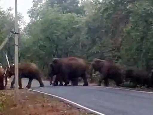Raigarh Elephant Movement