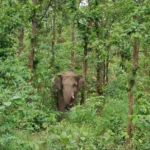 Elephant Attack