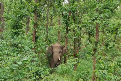 Elephant Movement