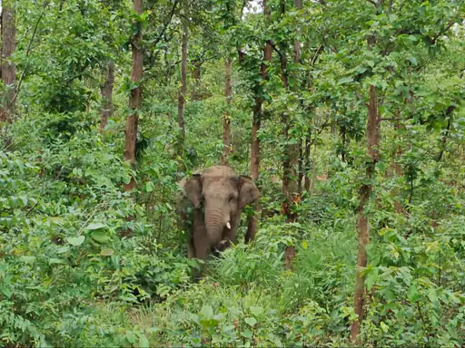 Elephant Attack