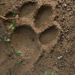 Tiger Alert