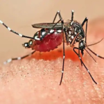 Malaria Alert : मलेरिया का खतरा, 10 दिन में 25 संक्रमित, एक दिन में मिले 3 नए मरीज