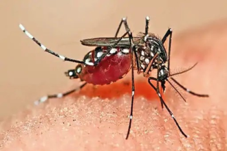 Malaria Alert : मलेरिया का खतरा, 10 दिन में 25 संक्रमित, एक दिन में मिले 3 नए मरीज