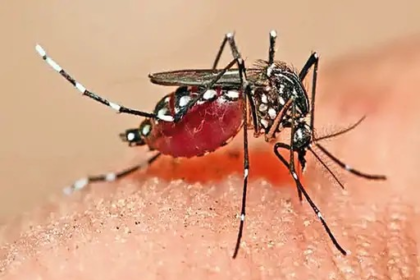 Malaria Alert : मलेरिया का खतरा, 10 दिन में 25 संक्रमित, एक दिन में मिले 3 नए मरीज