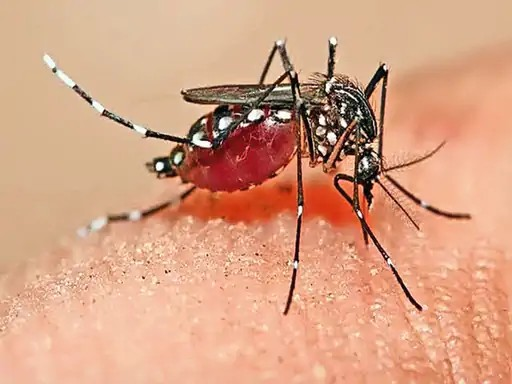 Malaria Alert : मलेरिया का खतरा, 10 दिन में 25 संक्रमित, एक दिन में मिले 3 नए मरीज