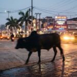 Ambikapur Stray Bull Attack