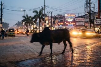 Ambikapur Stray Bull Attack