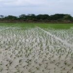 El Nino Alert