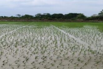 El Nino Alert