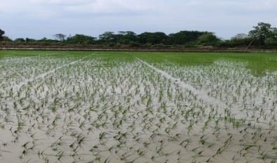 El Nino Alert