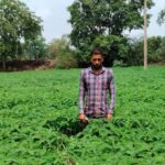 Green Manure