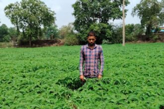 Green Manure