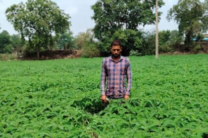 Green Manure