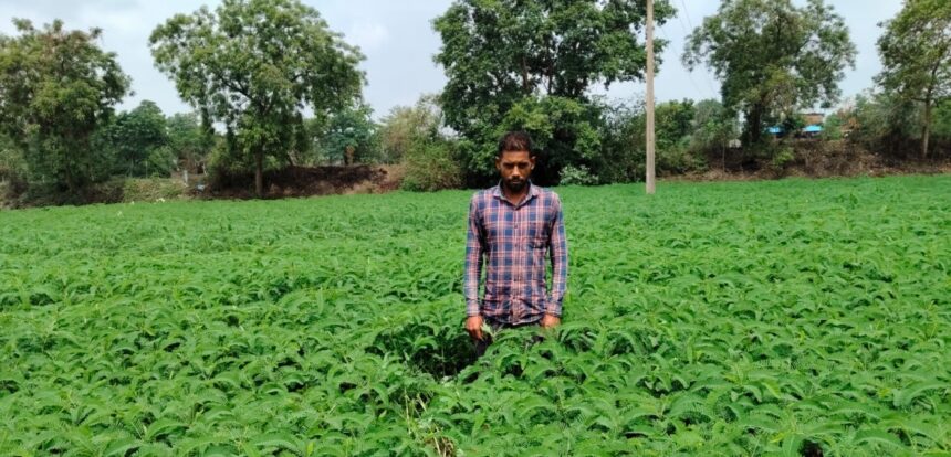 Green Manure