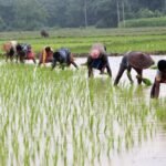 Kharif Sowing 2026 : प्रदेश में खेती-किसानी का काम तेज़ी के साथ जारी, 80 प्रतिशत बोनी पूर्ण