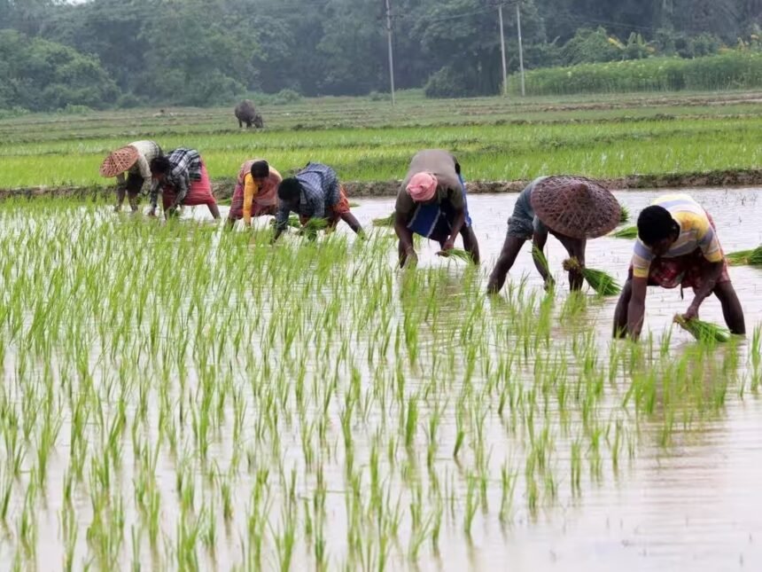 Kharif Sowing 2026 : प्रदेश में खेती-किसानी का काम तेज़ी के साथ जारी, 80 प्रतिशत बोनी पूर्ण