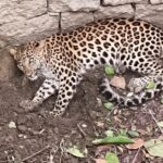Leopard Rescue
