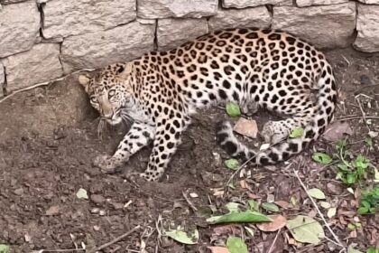 Leopard Rescue