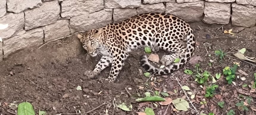 Leopard Rescue