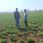 Oil Palm Farming