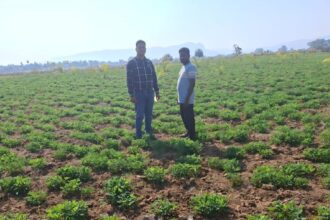 Oil Palm Farming