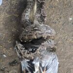Python Rescue