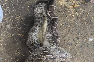 Python Rescue : 12 फीट का अजगर बत्तख निगल रहा था, स्नेक मैन ने किया रेस्क्यू