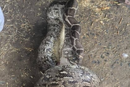 Python Rescue : 12 फीट का अजगर बत्तख निगल रहा था, स्नेक मैन ने किया रेस्क्यू