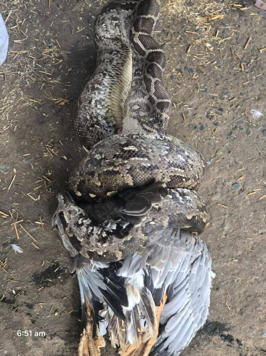 Python Rescue : 12 फीट का अजगर बत्तख निगल रहा था, स्नेक मैन ने किया रेस्क्यू